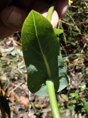 Senecio velleioides