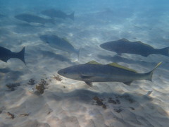 Atractoscion nobilis