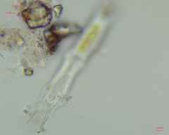 Charophyta