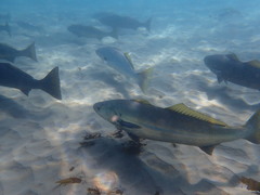 Atractoscion nobilis