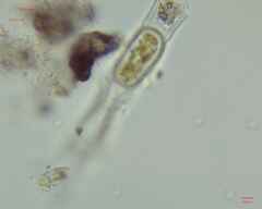 Charophyta