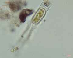 Charophyta
