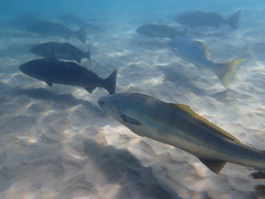 Atractoscion nobilis