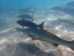 Atractoscion nobilis