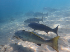 Atractoscion nobilis