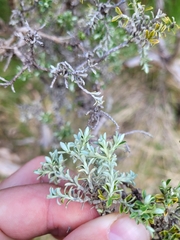 Brachyglottis cassinioides