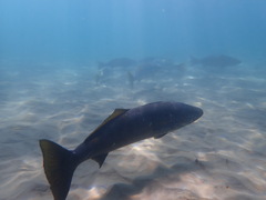 Atractoscion nobilis