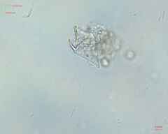 Miozoa
