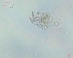 Miozoa