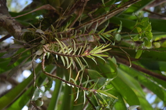 Columnea linearis