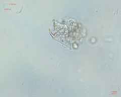 Miozoa