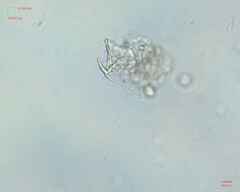 Miozoa