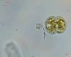 Cosmarium