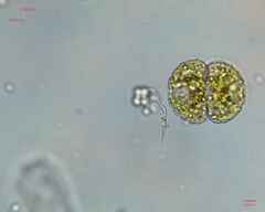 Cosmarium