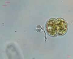 Cosmarium