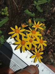 Senecio velleioides