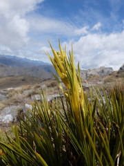 Aciphylla montana