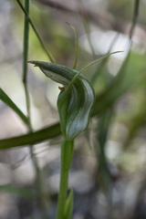 Pterostylis graminea