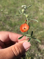 Sphaeralcea digitata