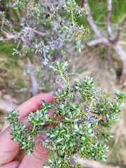 Brachyglottis cassinioides