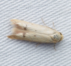 Tachystola hemisema