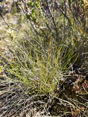 Netrostylis capillaris