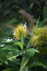 Justicia croceochlamys