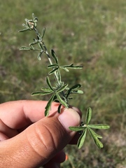 Sphaeralcea digitata