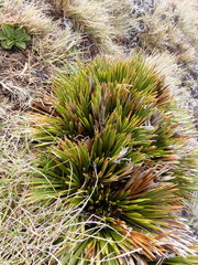 Aciphylla montana