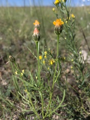 Adenophyllum wrightii