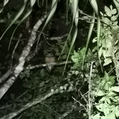 Pulsatrix perspicillata