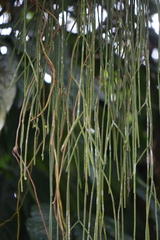 Rhipsalis baccifera