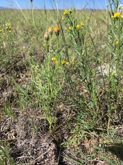 Adenophyllum wrightii