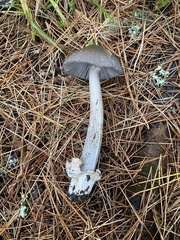 Amanita constricta