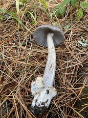 Amanita constricta