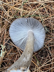 Amanita constricta