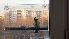 Parus major
