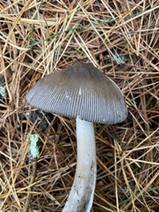 Amanita constricta