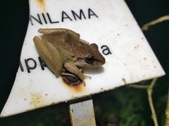 Craugastor fitzingeri