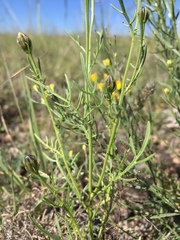 Adenophyllum wrightii