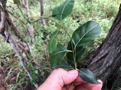 Parsonsia leichhardtii