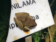 Craugastor fitzingeri