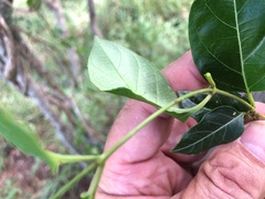 Parsonsia leichhardtii