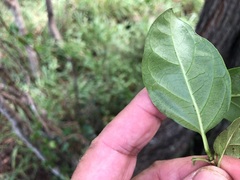 Parsonsia leichhardtii