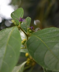 Lycianthes sanctaeclarae