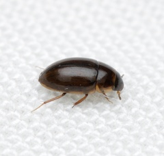Enochrus
