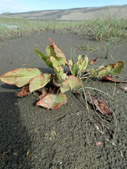 Plantago australis