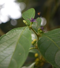Lycianthes sanctaeclarae
