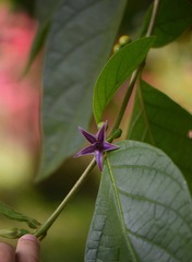 Lycianthes sanctaeclarae