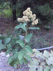 Spiraea × pyramidata